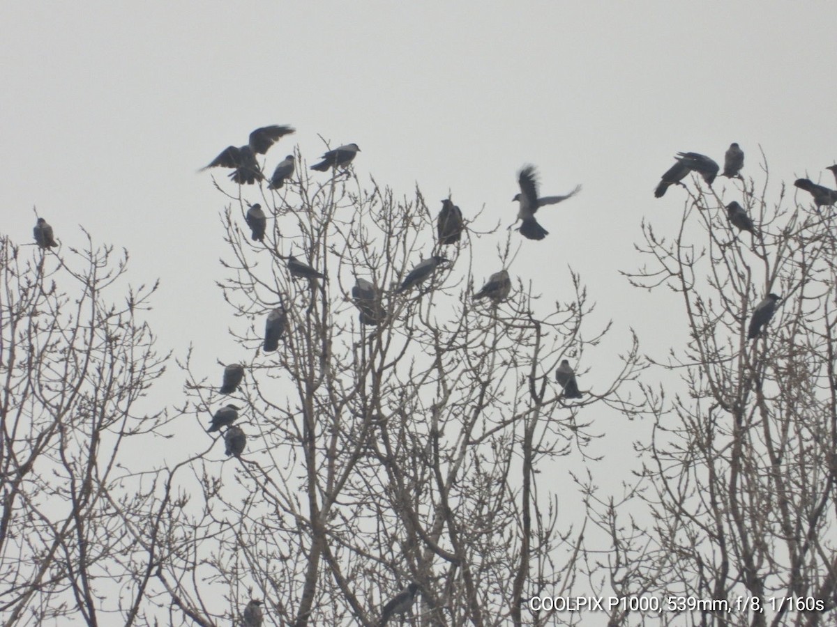 Hooded Crow - ML646903168