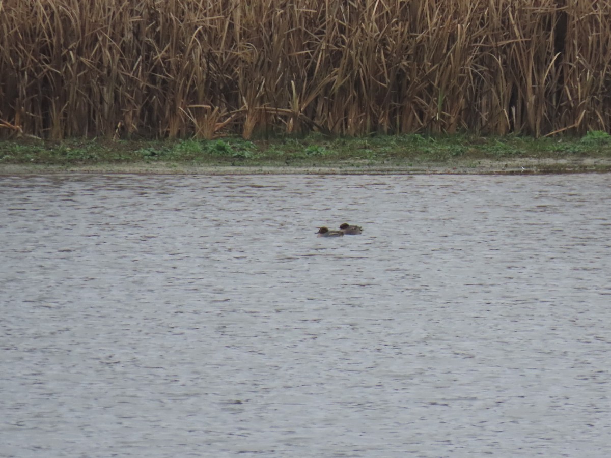 コガモ - ML646903169