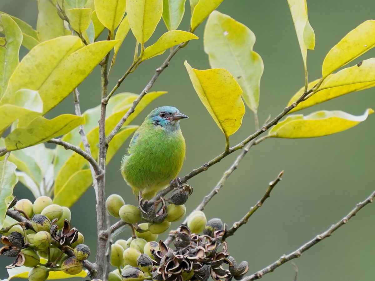 Blue Dacnis - ML646903170