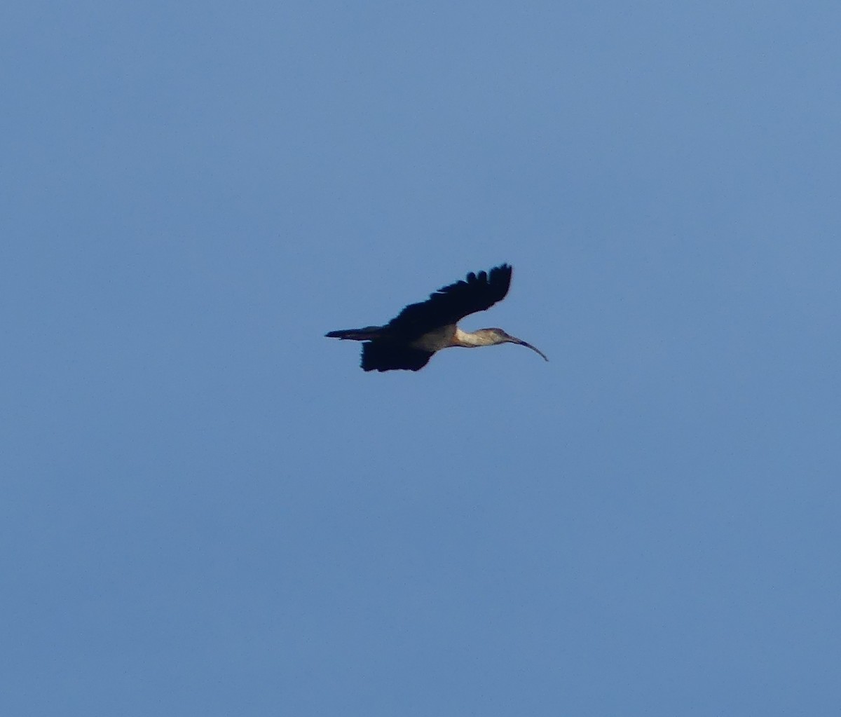 ibis bělokřídlý - ML646903171