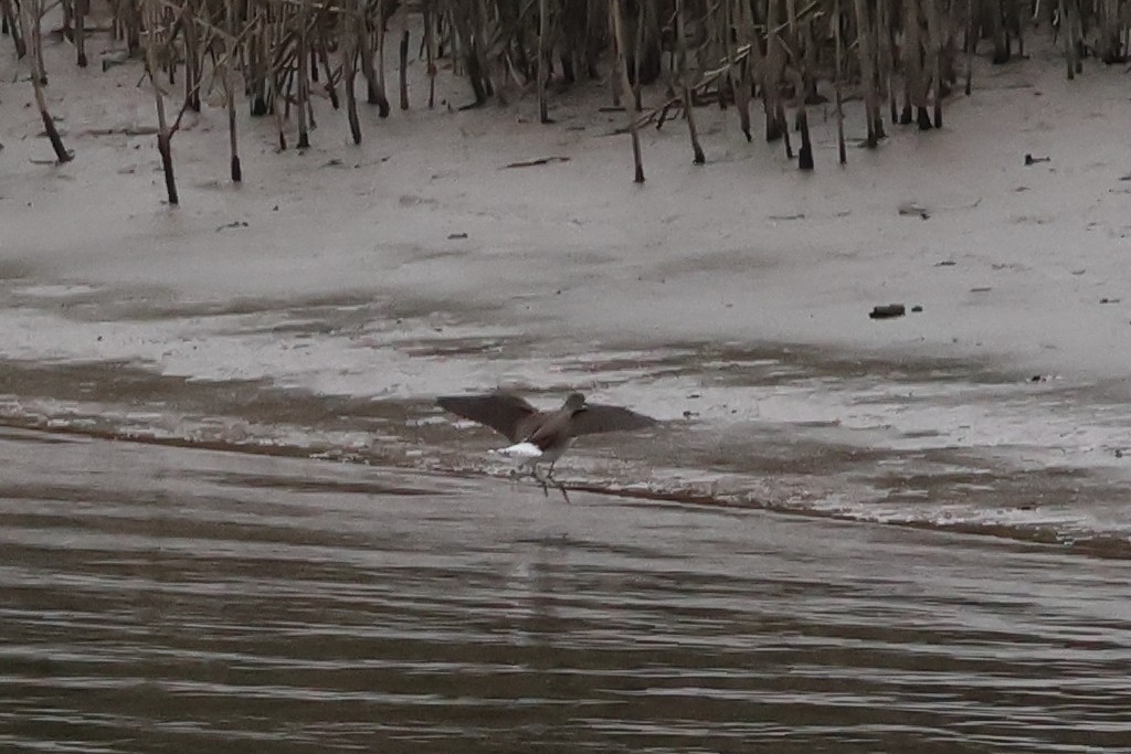 Green Sandpiper - ML646903176