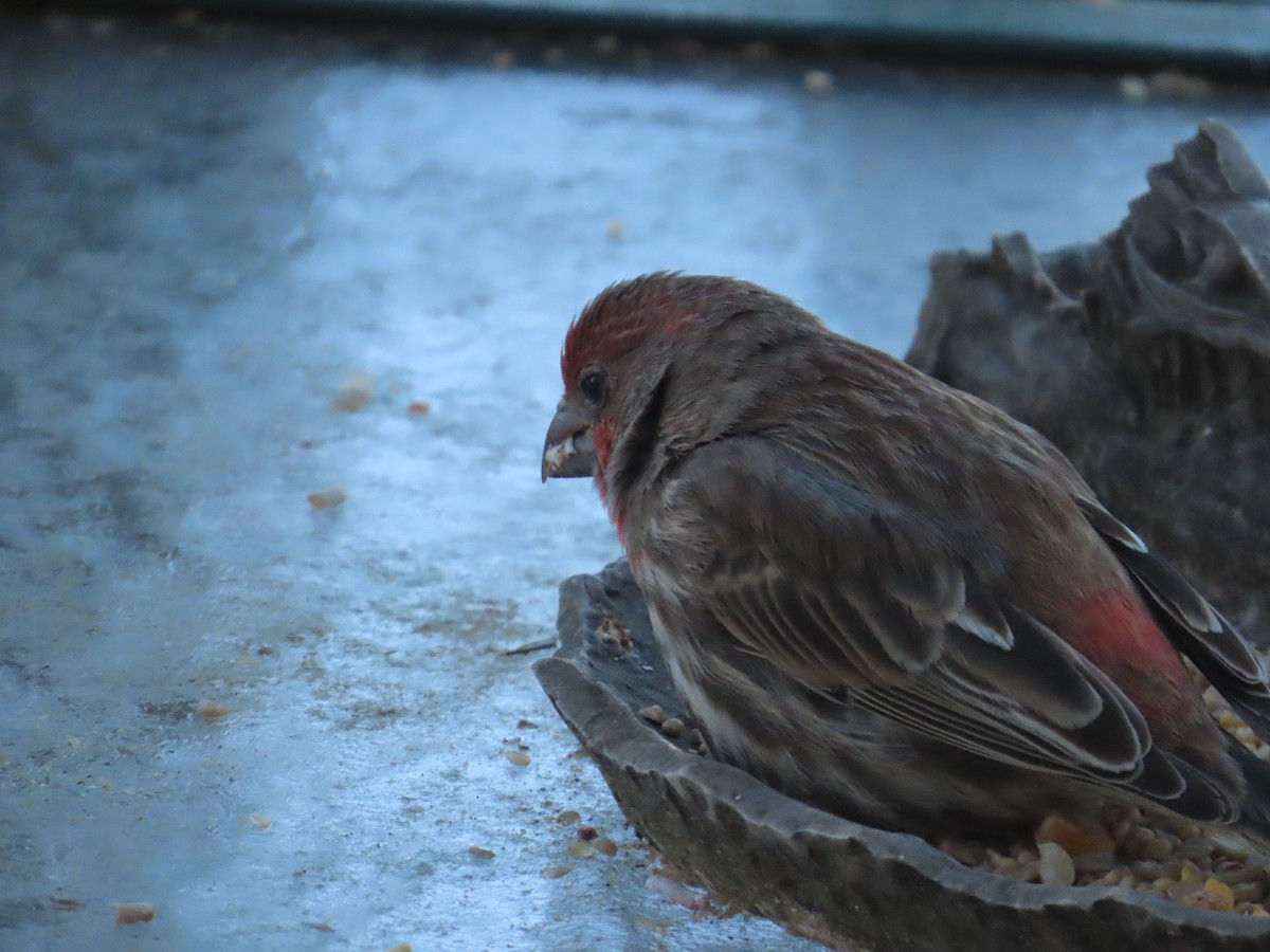 House Finch - ML646903181
