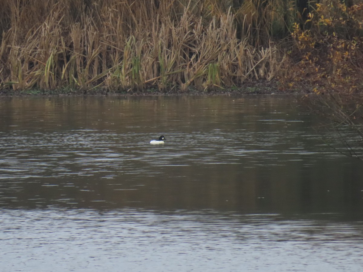 Common Goldeneye - ML646903183