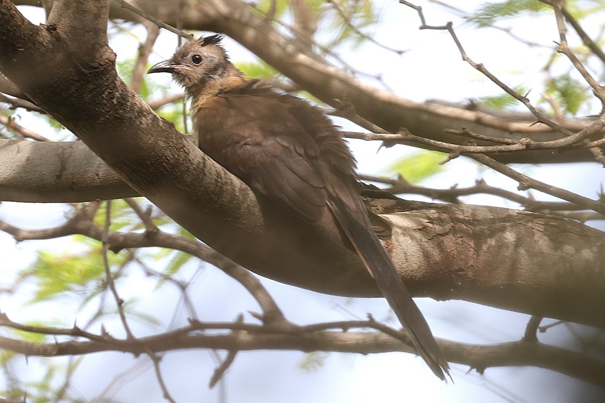 Levaillant's Cuckoo - ML646903185