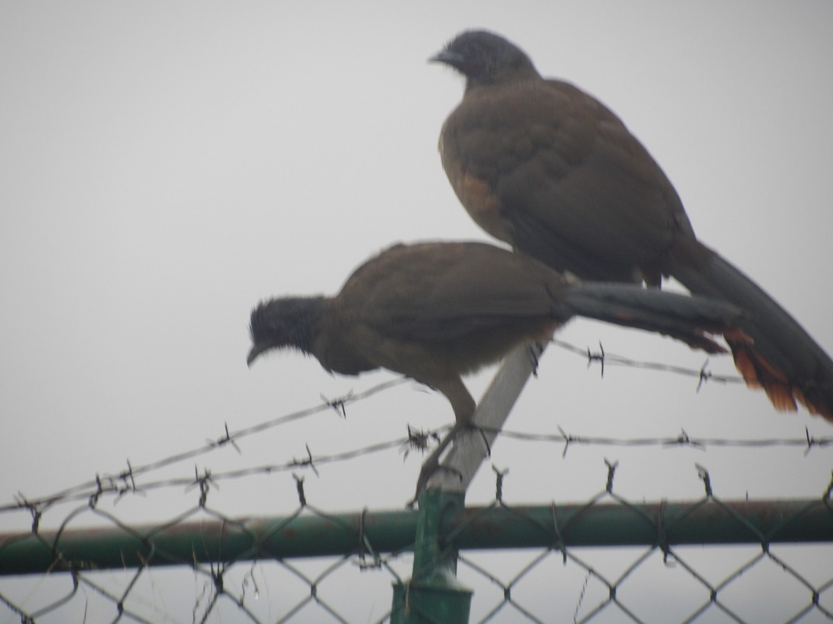 Rufous-vented Chachalaca (Rufous-tipped) - ML646903186