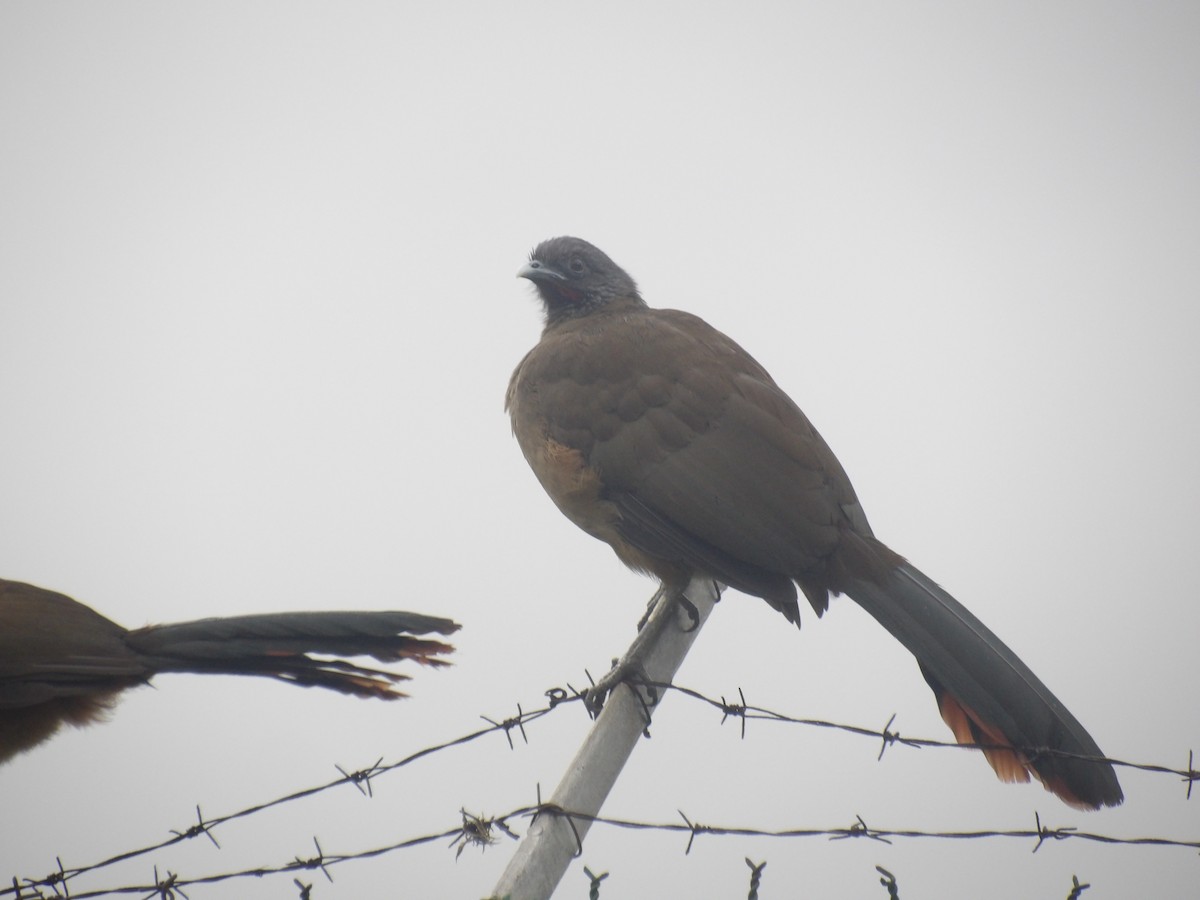 Rufous-vented Chachalaca (Rufous-tipped) - ML646903187