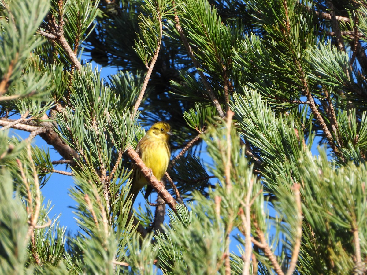 Алтан хөмрөг - ML646903188