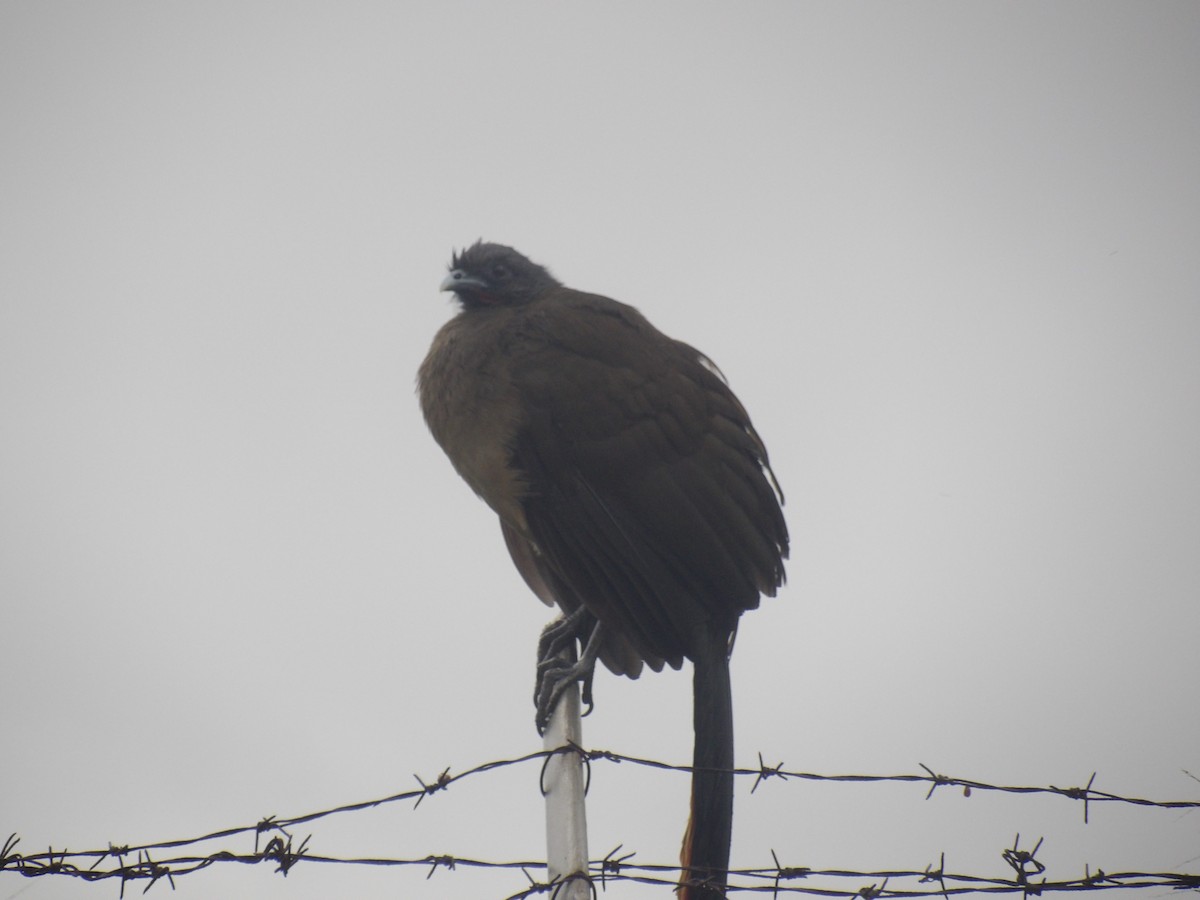 Rufous-vented Chachalaca (Rufous-tipped) - ML646903189