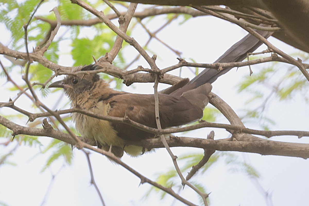 Levaillant's Cuckoo - ML646903191