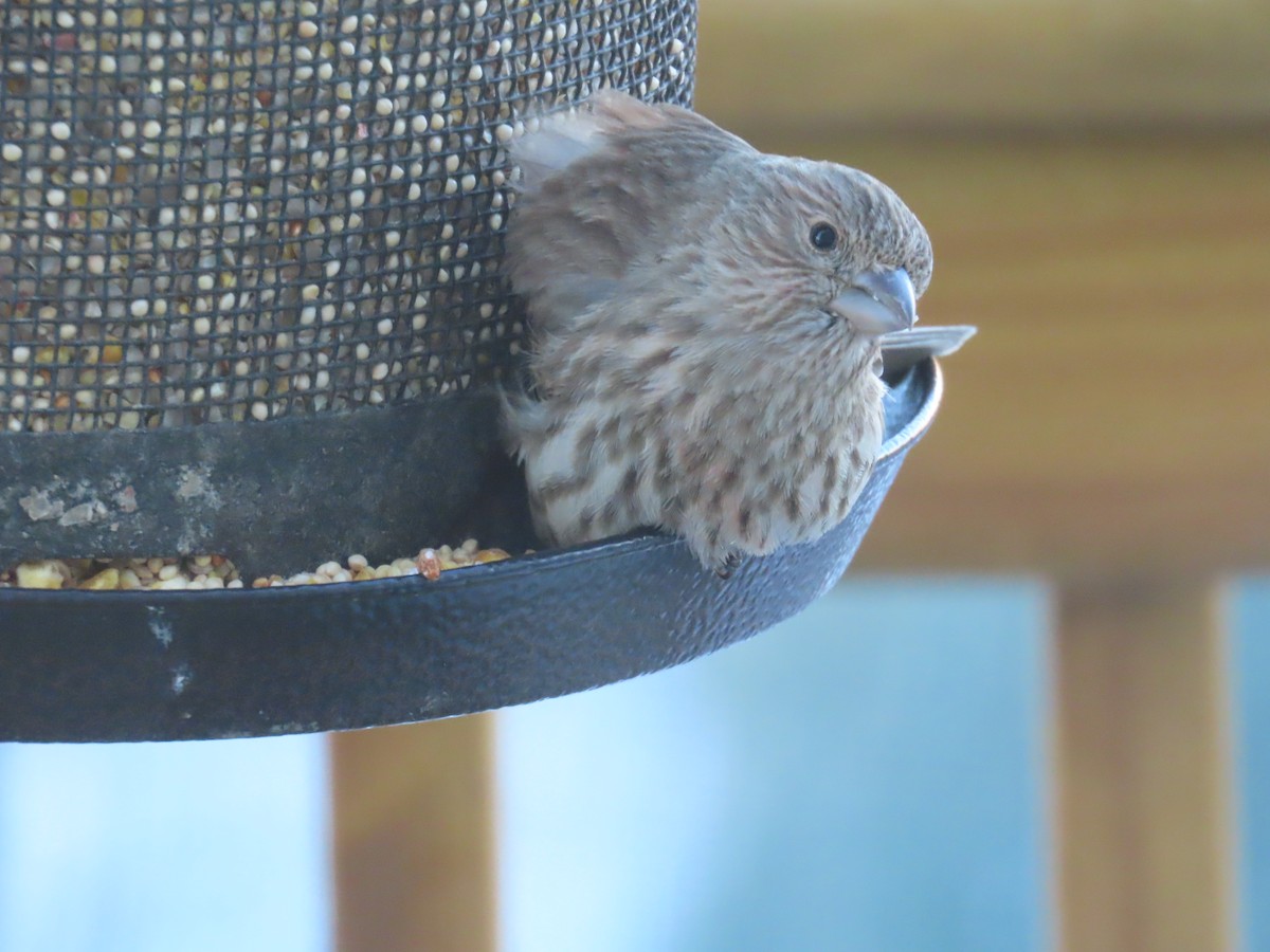 House Finch - ML646903194