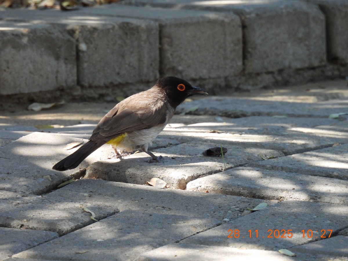 Black-fronted Bulbul - ML646903197