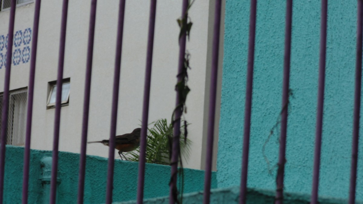 drozd rezavobřichý - ML646903209