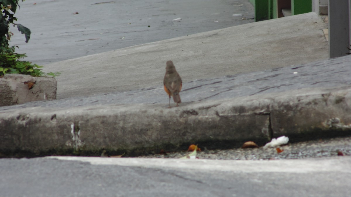 drozd rezavobřichý - ML646903211