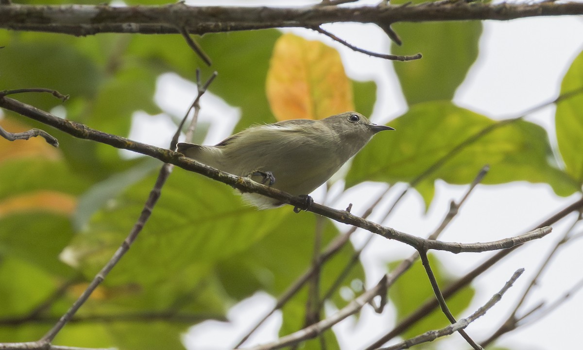 Einfarb-Mistelfresser - ML646903212