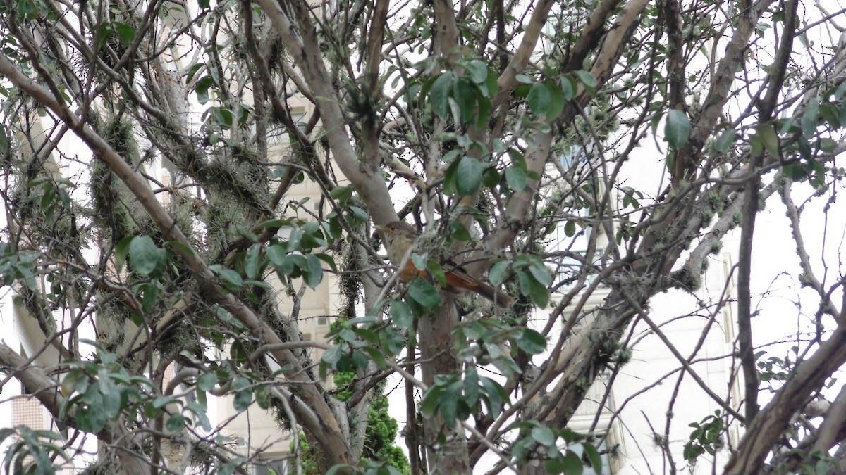 drozd rezavobřichý - ML646903213