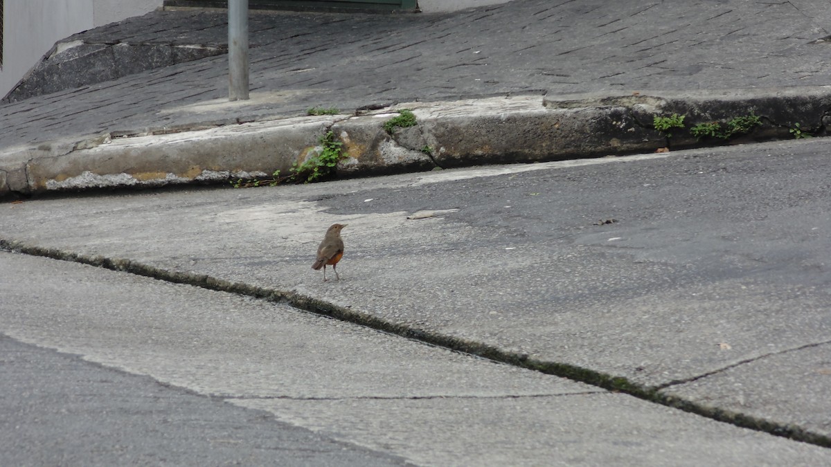 drozd rezavobřichý - ML646903214