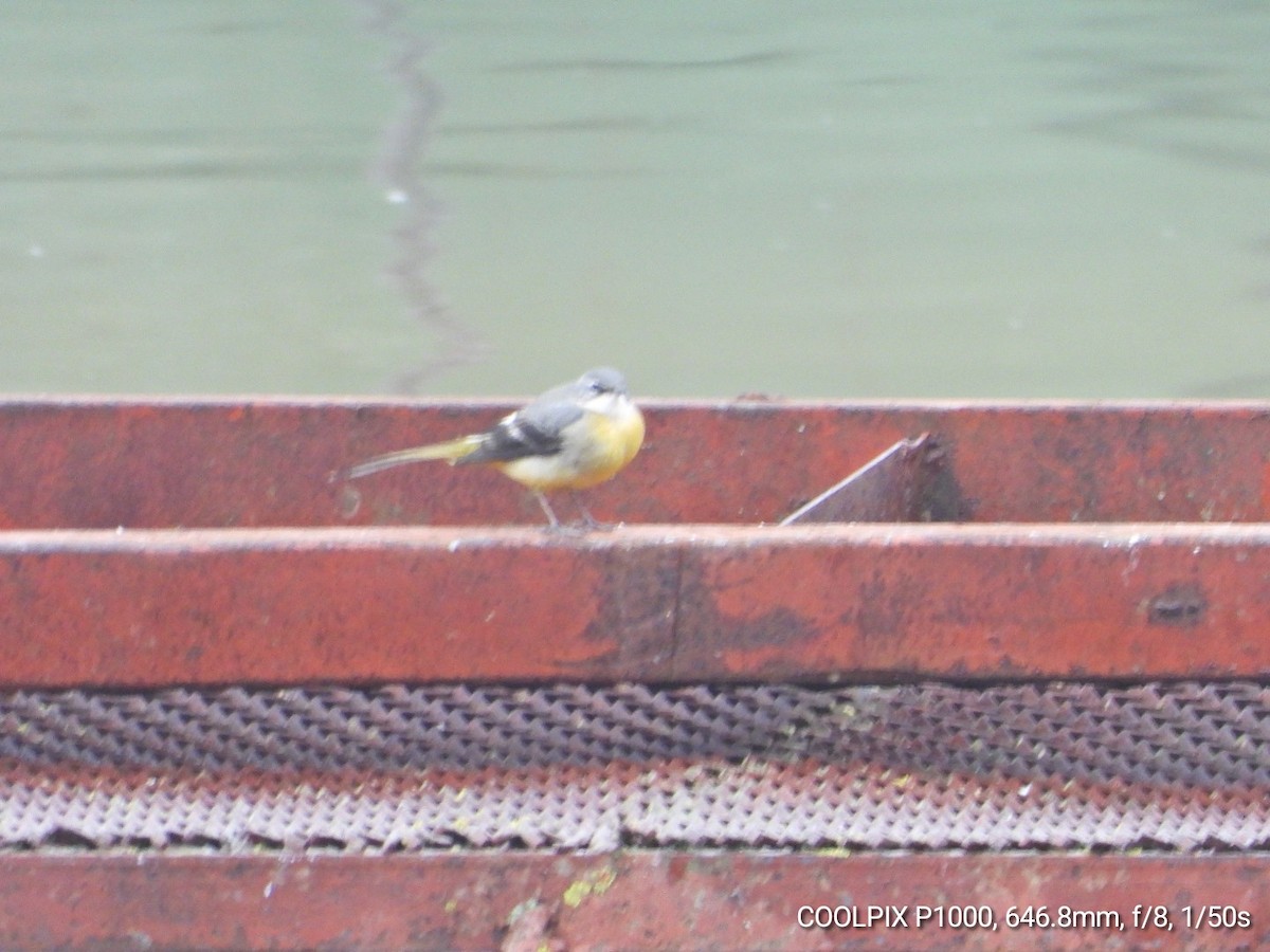 Gray Wagtail - ML646903215