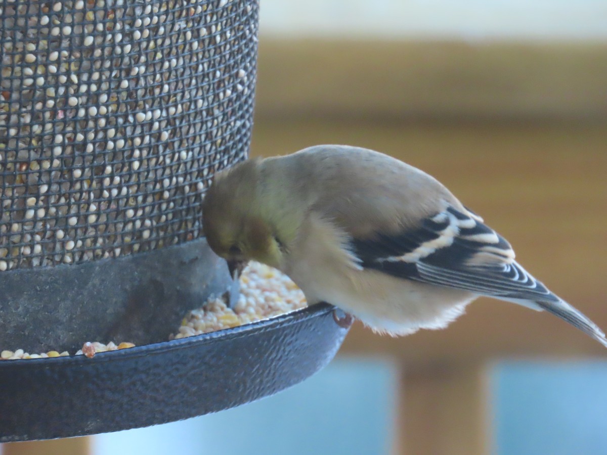 American Goldfinch - ML646903217