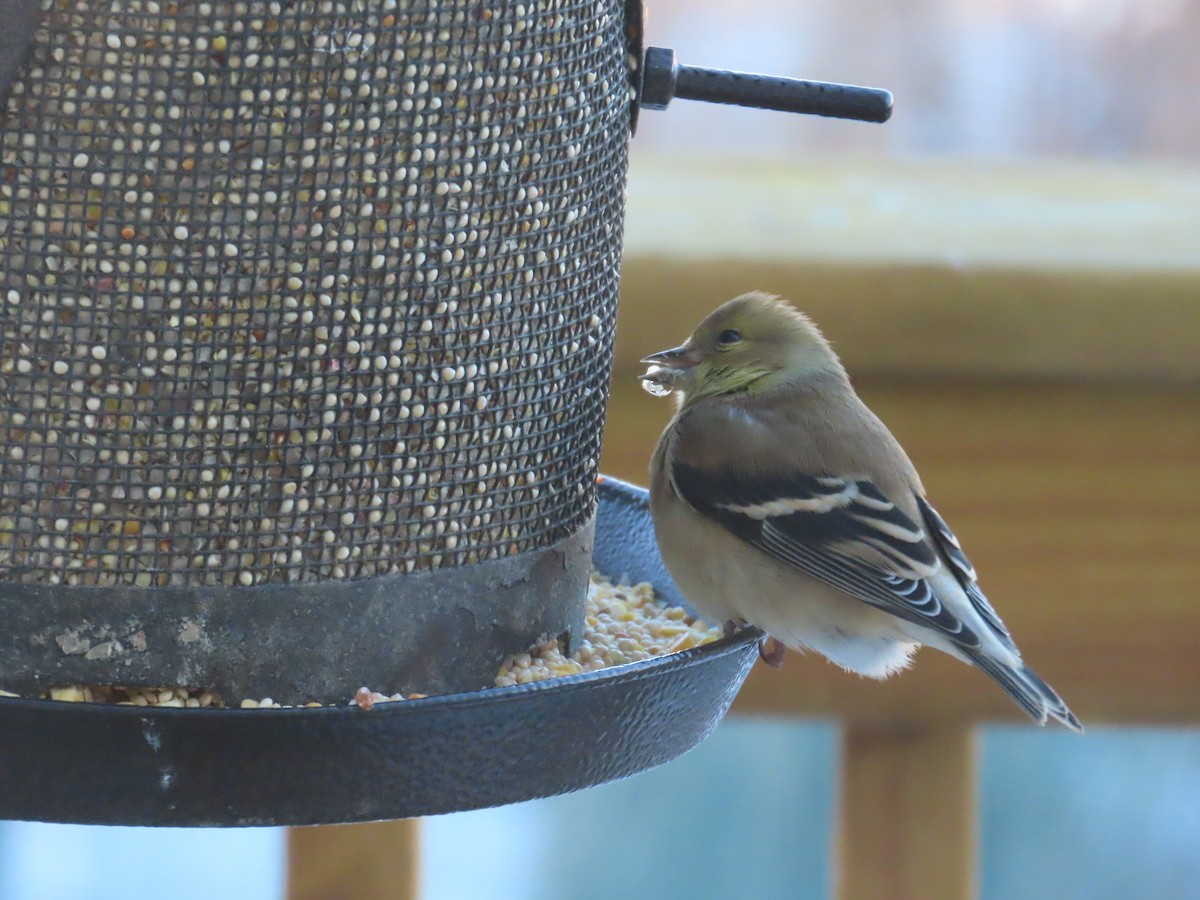 American Goldfinch - ML646903218
