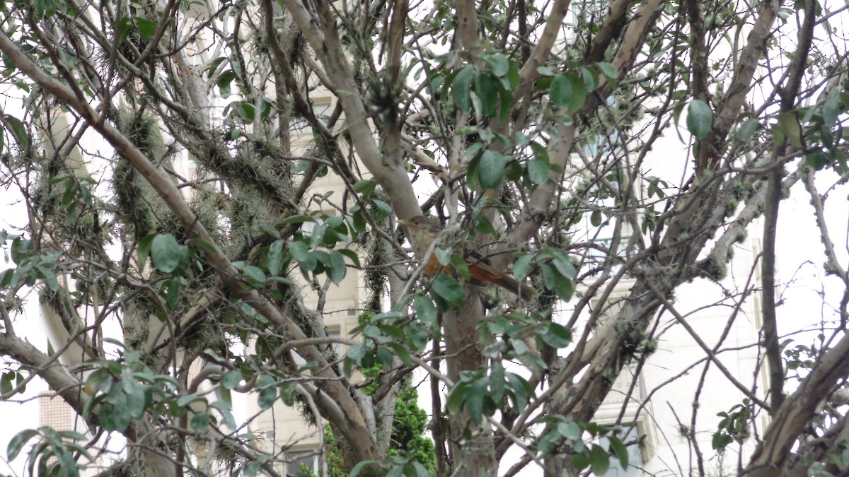 drozd rezavobřichý - ML646903219