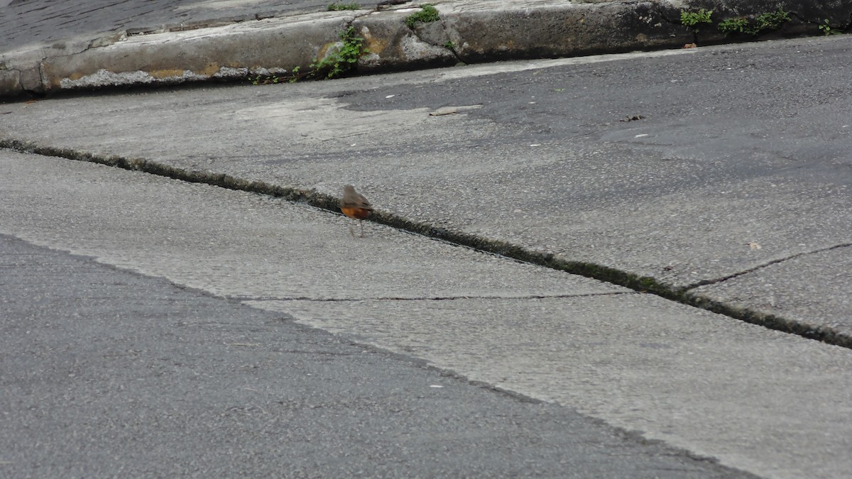 drozd rezavobřichý - ML646903220