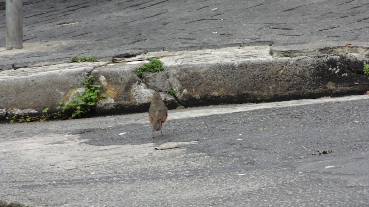 drozd rezavobřichý - ML646903221