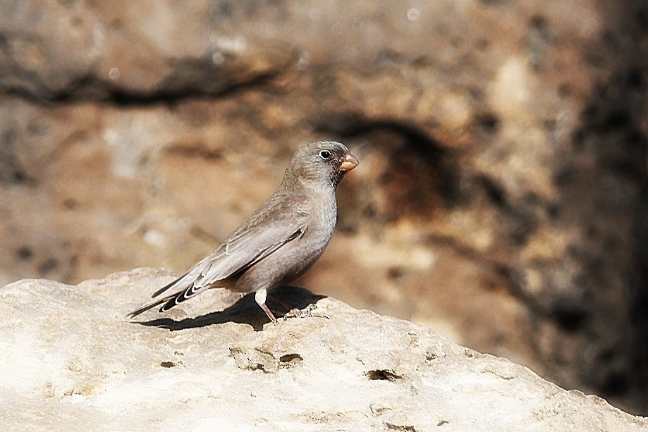 Trumpeter Finch - ML646903222