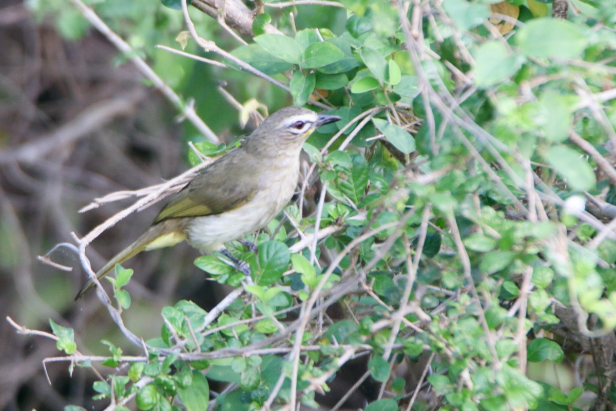 White-browed Bulbul - ML646903227