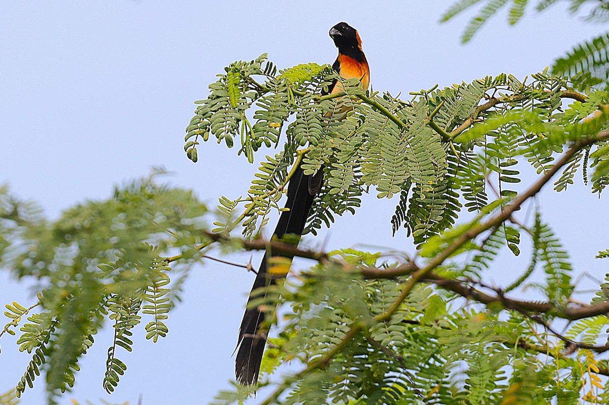 Sahel Paradise-Whydah - ML646903228