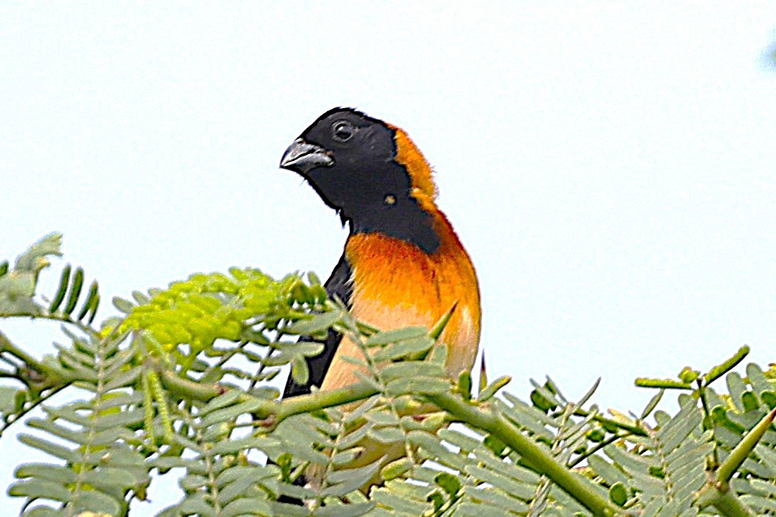 Sahel Paradise-Whydah - ML646903232