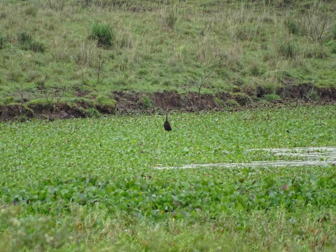 Limpkin - ML646903234