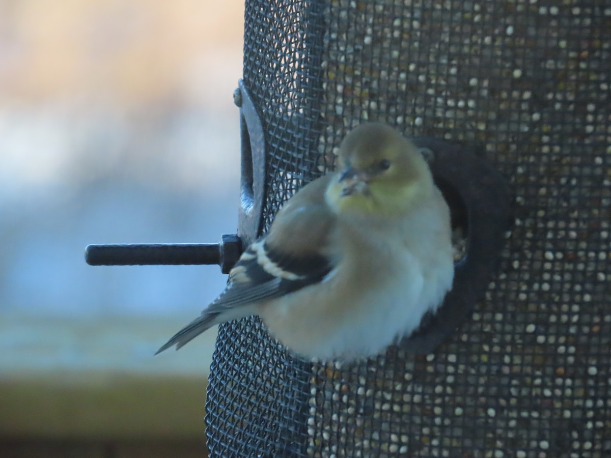 American Goldfinch - ML646903235