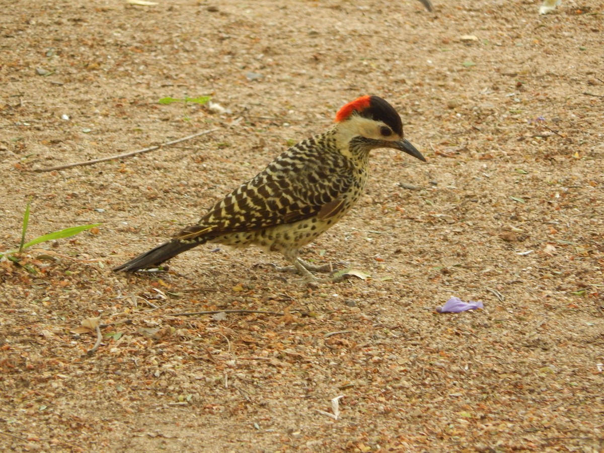 Green-barred Woodpecker - ML646903236