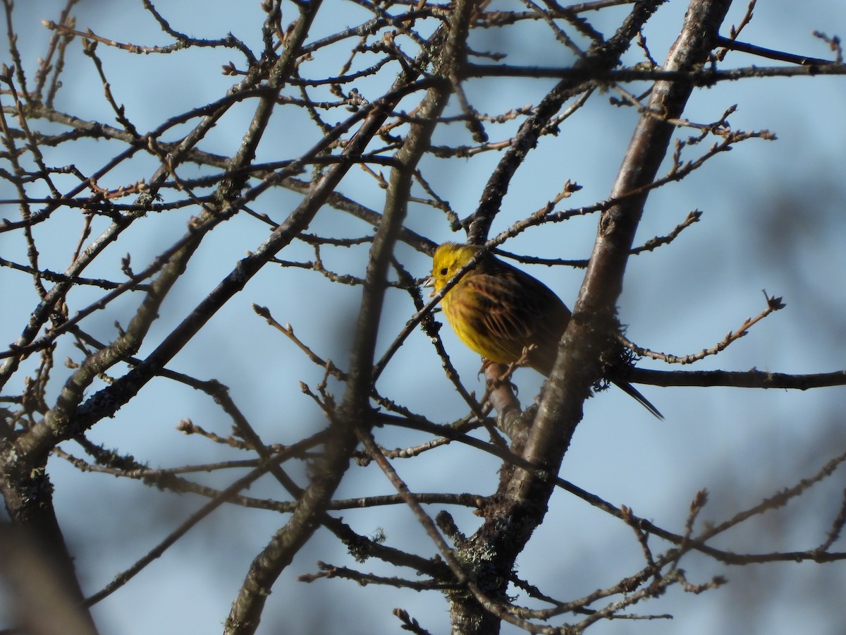 Алтан хөмрөг - ML646903241