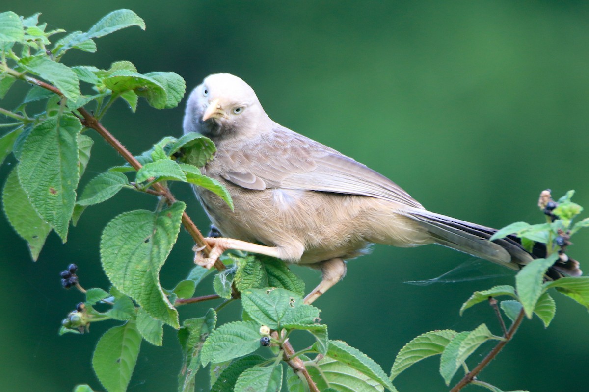 Yellow-billed Babbler - ML646903242