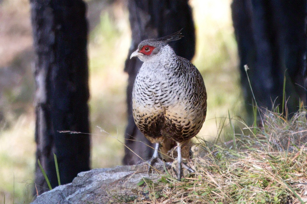 Cheer Pheasant - ML646903244