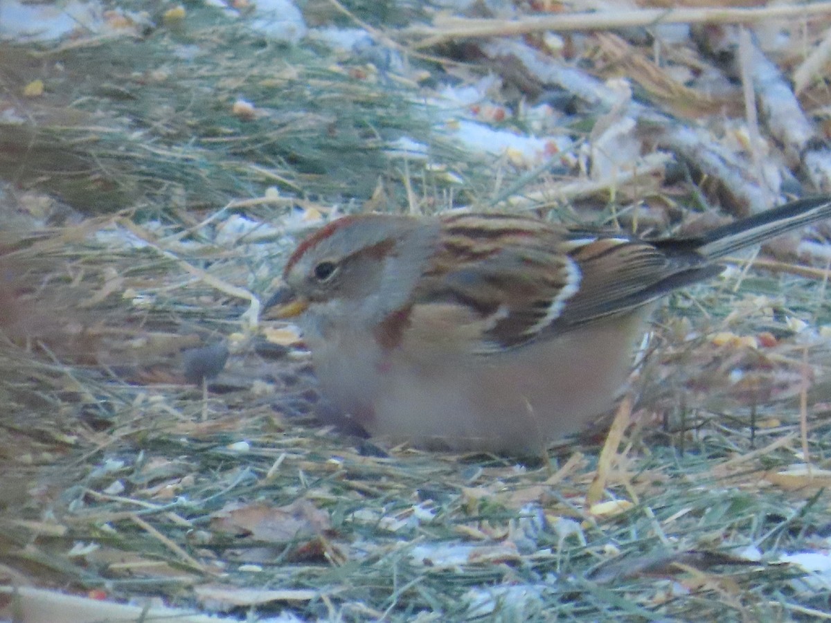 American Tree Sparrow - ML646903251