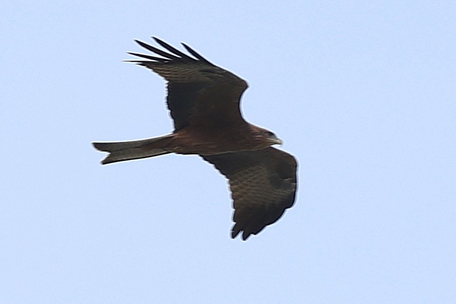 Black Kite - ML646903255