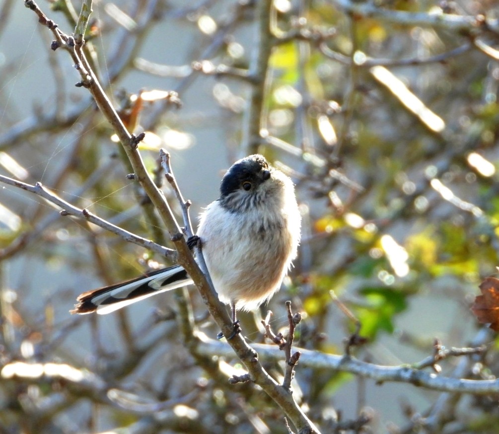 Long-tailed Tit - ML646903256