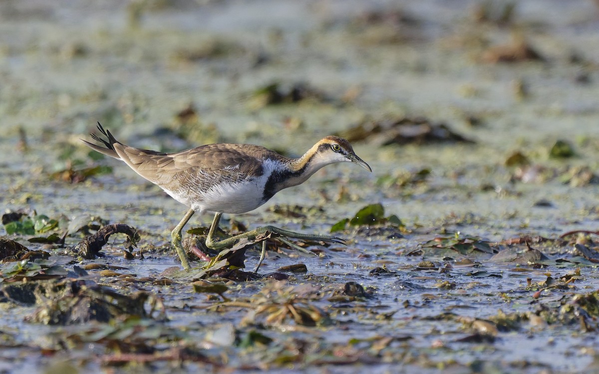 Jacana Colilarga - ML646903259