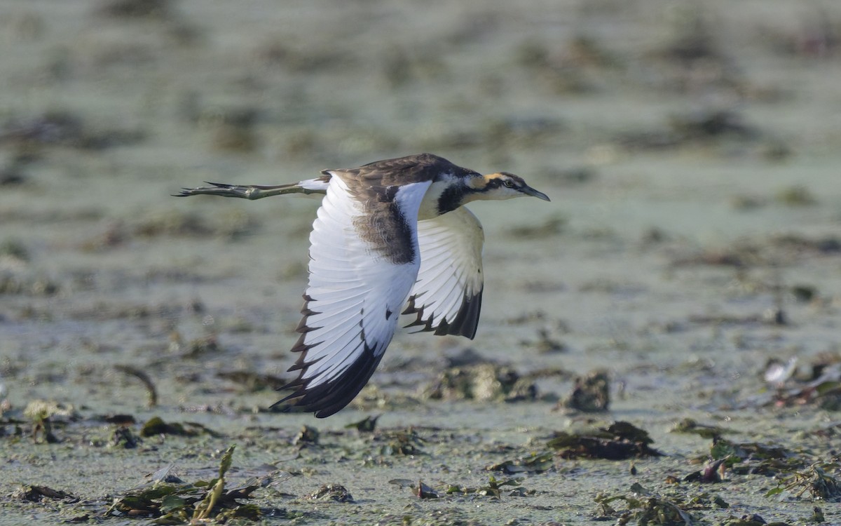 Jacana Colilarga - ML646903260