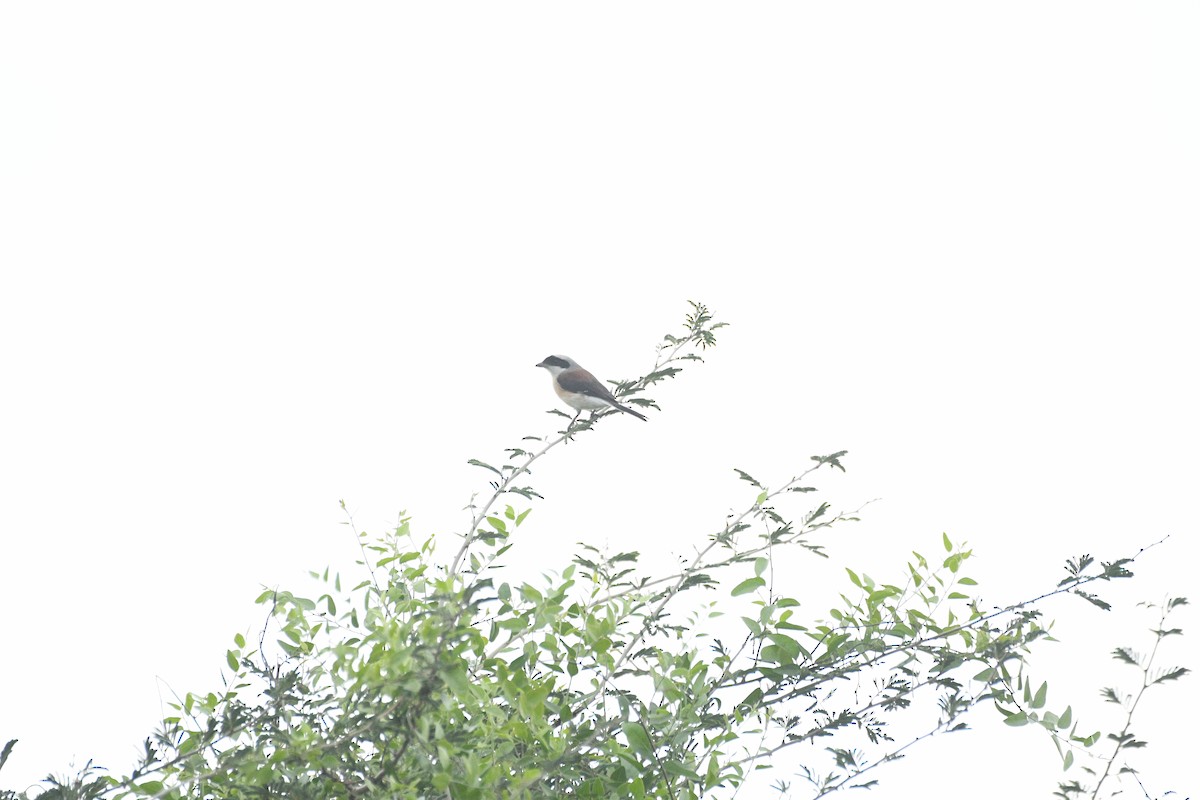 Bay-backed Shrike - ML646903262