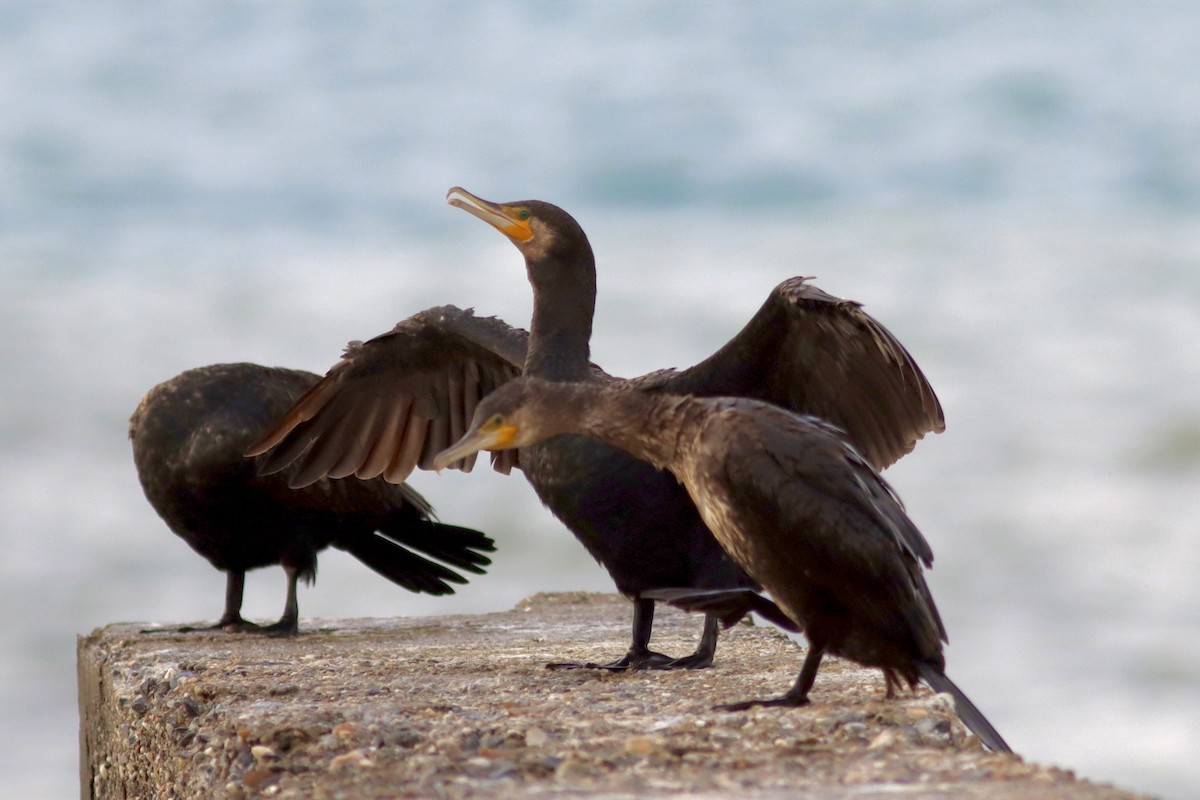 Great Cormorant (North Atlantic) - ML646903263