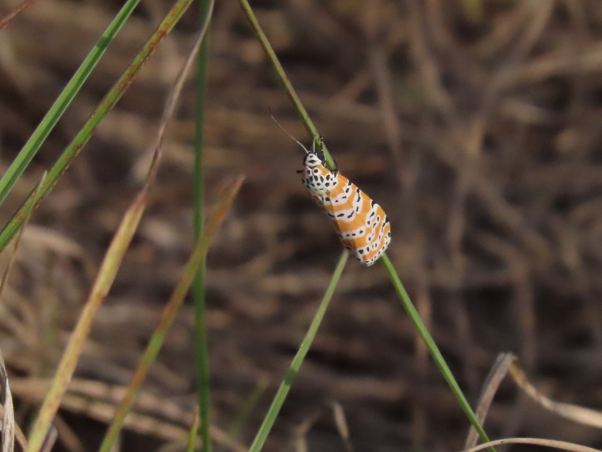 Ornate Bella Moth - ML646903266