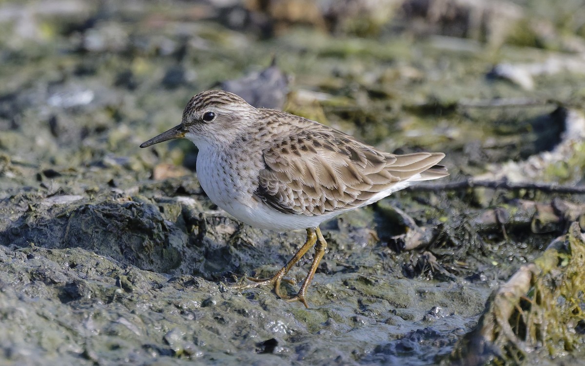 Correlimos Dedilargo - ML646903268