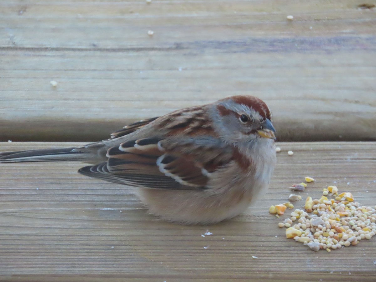 American Tree Sparrow - ML646903269