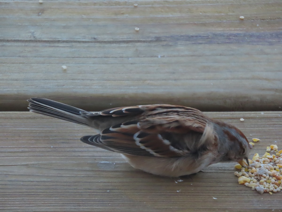 American Tree Sparrow - ML646903270