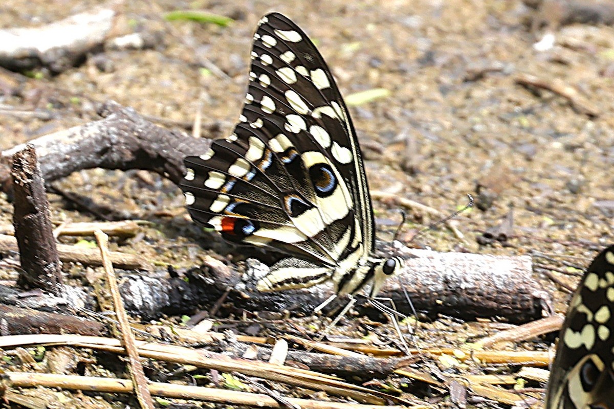 Animals - ML646903287