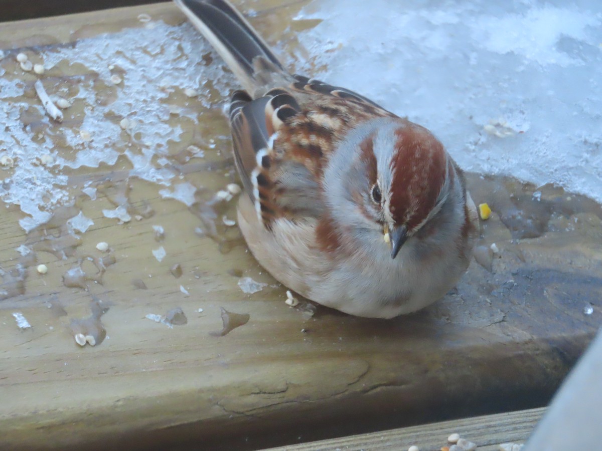 American Tree Sparrow - ML646903289