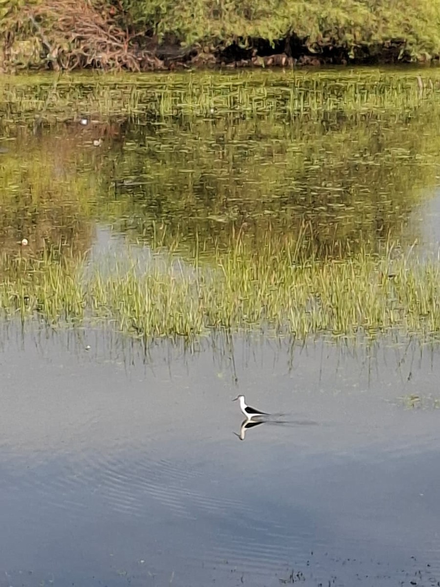 高蹺鴴 - ML646903290